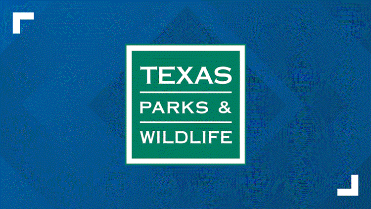 New World Screwworm detected on animal hide in Pecos County — NewsWest 9 (Permian Basin), Odessa Community news