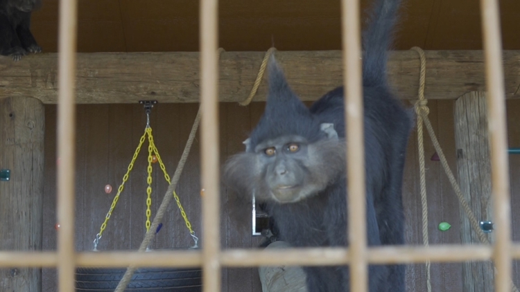 Exclusive look at Big Spring's newest community zoo — NewsWest 9 (Permian Basin), Odessa Community news