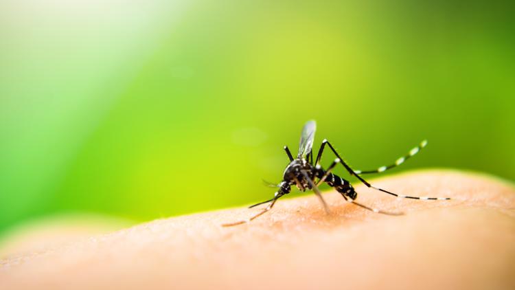 Hillsborough, Pinellas extend states of emergency due to rise in dengue cases — WTSP 10 Tampa Bay, Odessa Community news